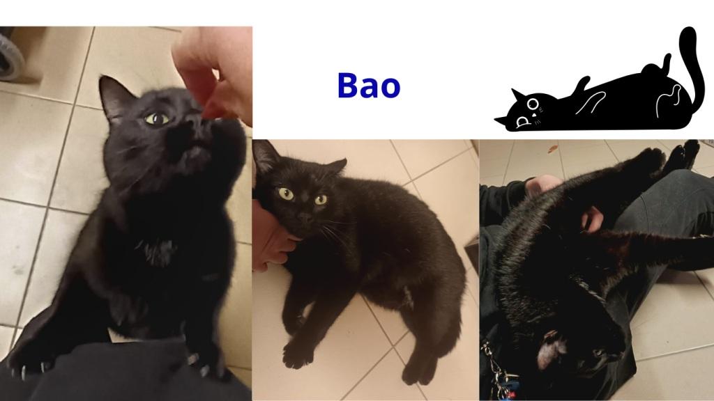 Pet sitter à Nantes : Promenades et visites à domicile pour vos animaux Pet sitter à Nantes : Promenades et visites à domicile pour vos animaux