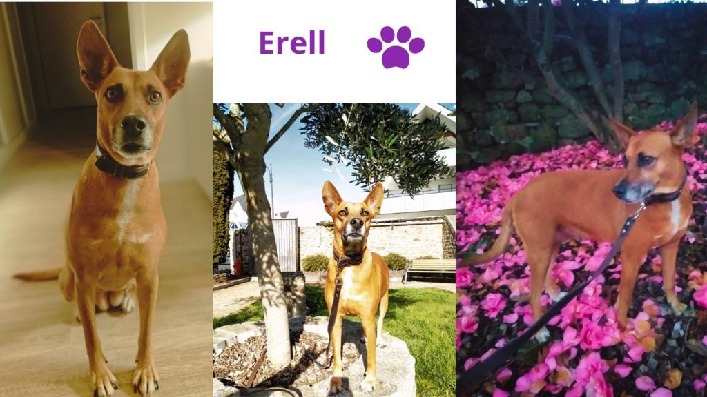 Pet sitter à Nantes : Promenades et visites à domicile pour vos animaux Pet sitter à Nantes : Promenades et visites à domicile pour vos animaux