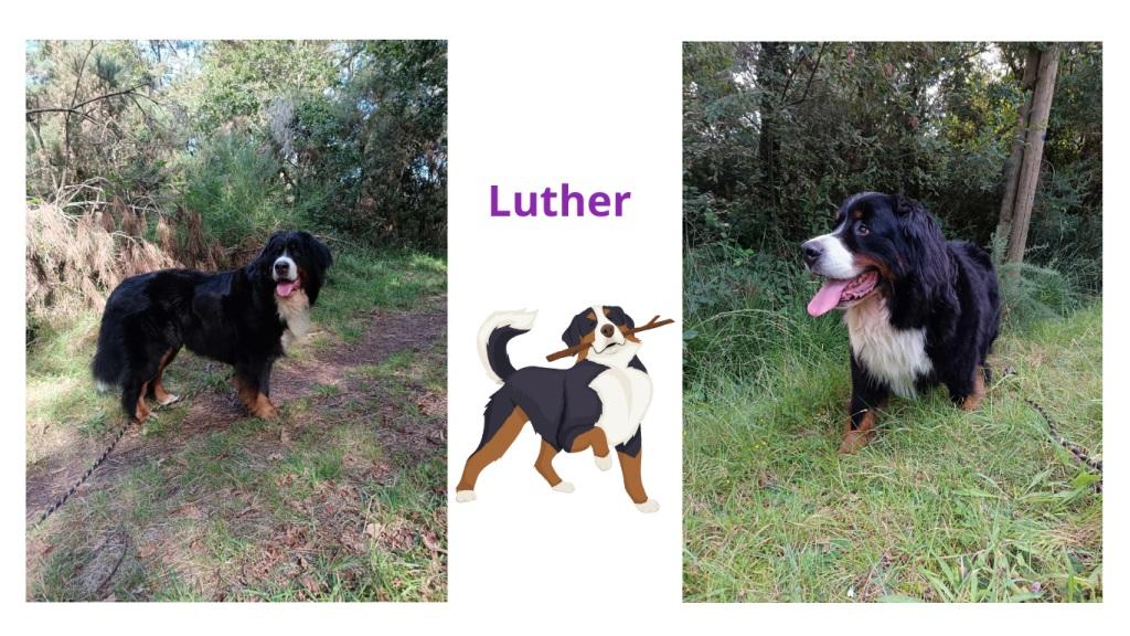 Pet sitter à Nantes : Promenades et visites à domicile pour vos animaux Pet sitter à Nantes : Promenades et visites à domicile pour vos animaux
