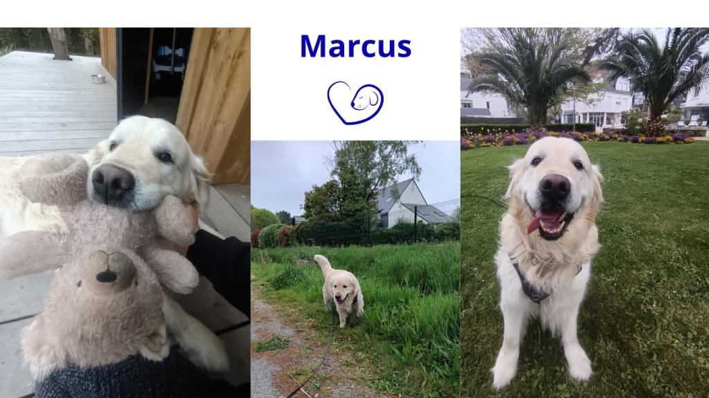 Pet sitter à Nantes : Promenades et visites à domicile pour vos animaux Pet sitter à Nantes : Promenades et visites à domicile pour vos animaux