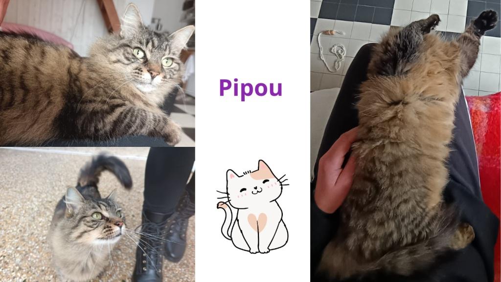 Pet sitter à Nantes : Promenades et visites à domicile pour vos animaux Pet sitter à Nantes : Promenades et visites à domicile pour vos animaux