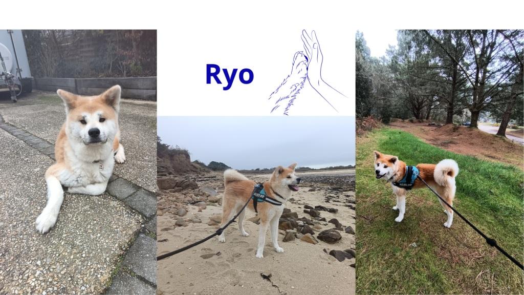 Pet sitter à Nantes : Promenades et visites à domicile pour vos animaux Pet sitter à Nantes : Promenades et visites à domicile pour vos animaux