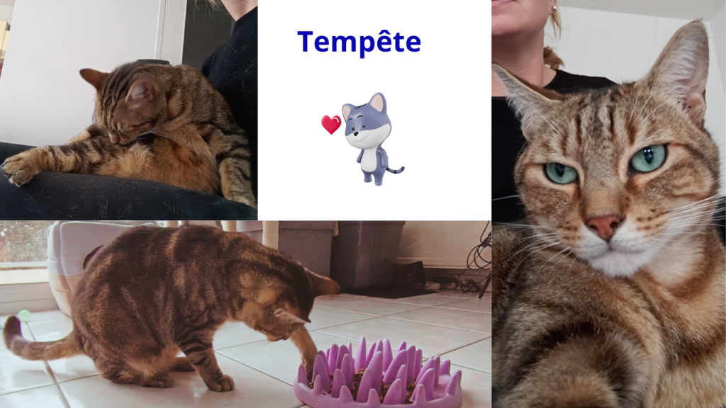 Pet sitter à Nantes : Promenades et visites à domicile pour vos animaux Pet sitter à Nantes : Promenades et visites à domicile pour vos animaux