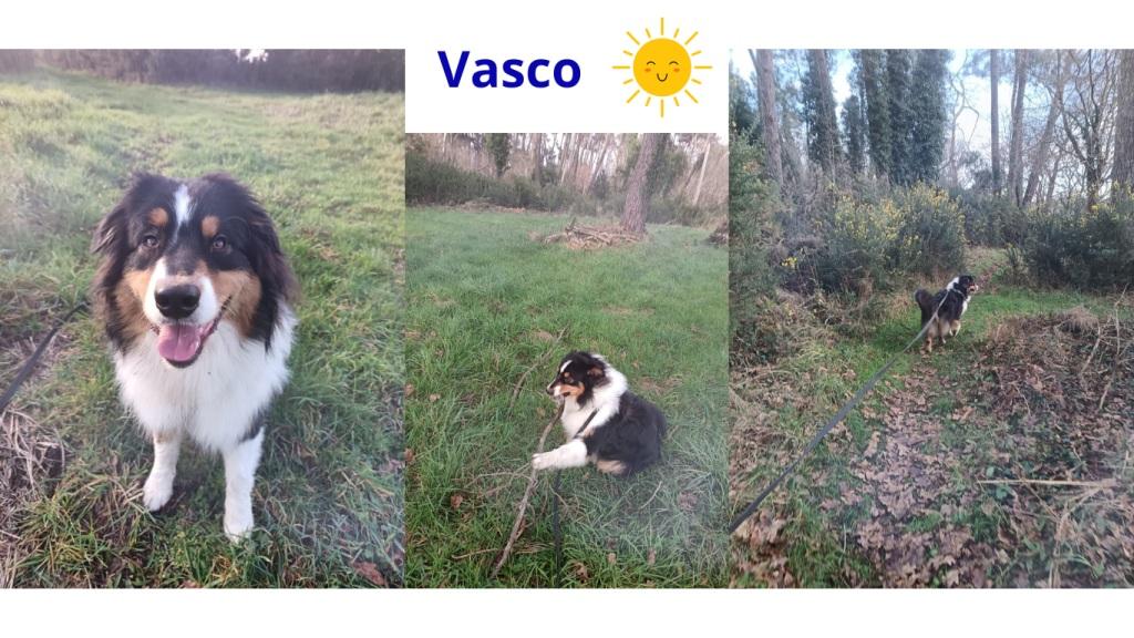 Pet sitter à Nantes : Promenades et visites à domicile pour vos animaux Pet sitter à Nantes : Promenades et visites à domicile pour vos animaux